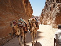 Camels at Petra, Travel to Israel