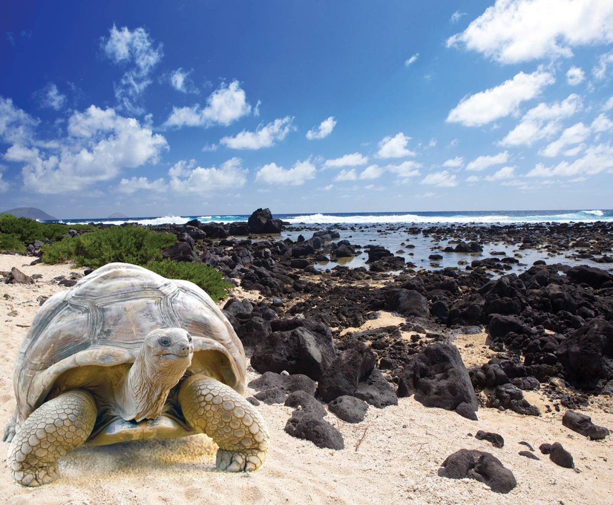 Galapagos Tortoise (Ecuador)